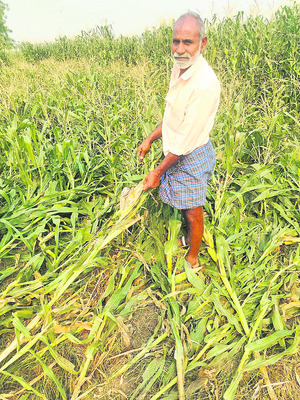 మక్కకు పందుల బెడద1