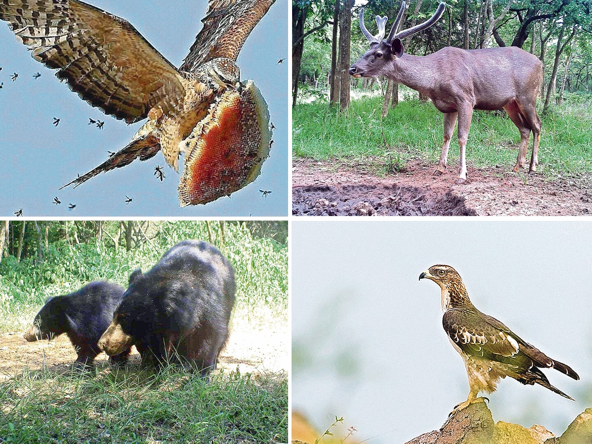 Nallamala Forest Tourism Photos1