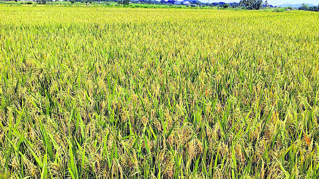 ధాన్యం కొనుగోళ్లకు రంగం సిద్ధం1
