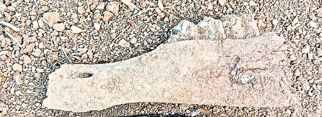 వేల ఏళ్ల నాటి జంతువు ఎముక లభ్యం1