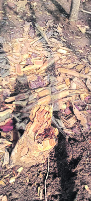 యథేచ్ఛగా టేకు చెట్ల నరికివేత1