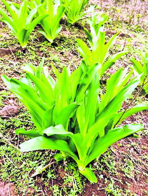 గాంధారి ఆకులు తినిరెండు పశువుల మృతి
1