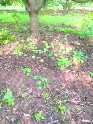 ఈదురుగాలులు.. వడగండ్ల వర్షం2