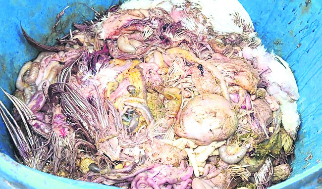 చేపలకు చికెన్‌ మేత! 1