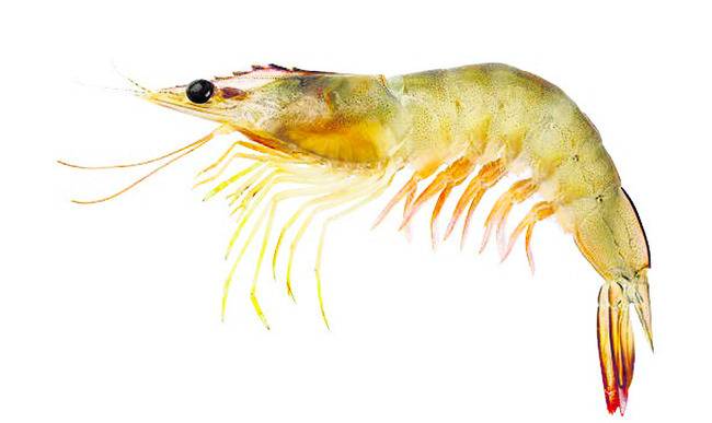 ఆక్వా అతలాకుతలం 1