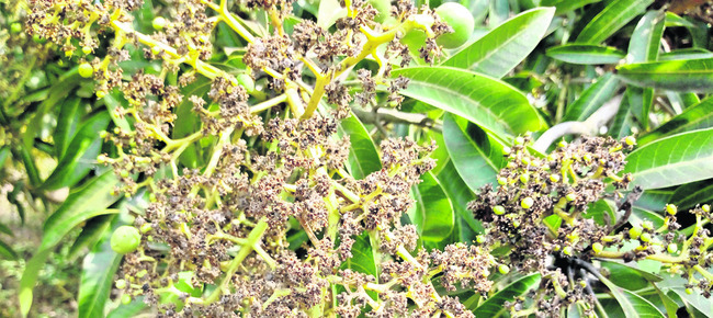 సంక్షోభంలో సాగు 1