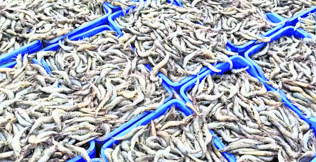 సంక్షోభంలో సాగు 2