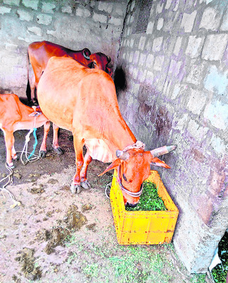 పశుదాణాకు ప్రత్యామ్నాయం..1