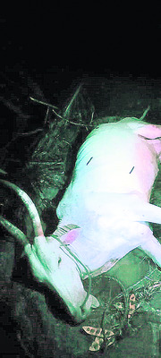 పిడుగుపడి  పాడి ఆవు మృతి 
1