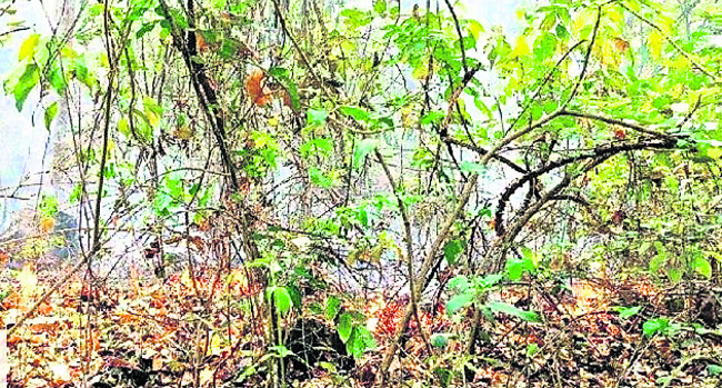 అడవుల్లో అగ్ని సెగలు 1