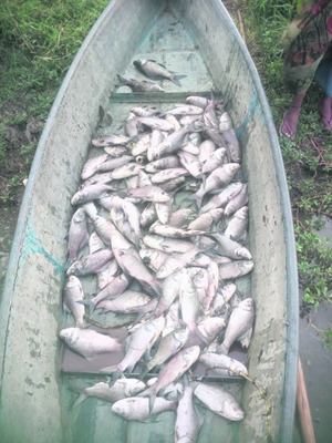 కాలువలో వడ్ల లారీ బోల్తా .. తడిసిన బస్తాలు 1