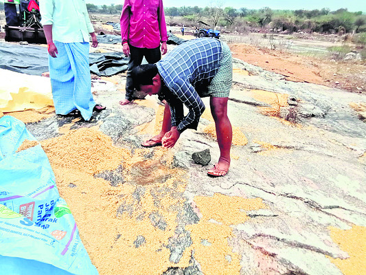 అకాల వర్షం.. రైతుకు నష్టం1