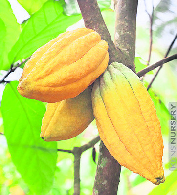 సంక్షోభంలో సాగు 3