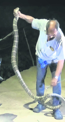 కింగ్‌కోబ్రా హల్‌చల్‌ 1