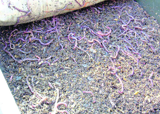 సేంద్రియ వ్యవసాయంతో లాభం 
1