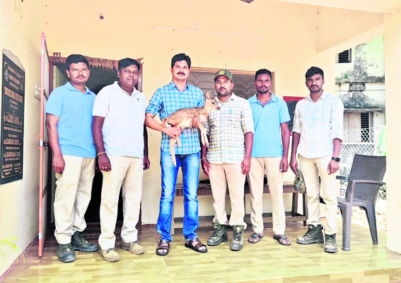 జింక పిల్ల స్వాధీనం 1