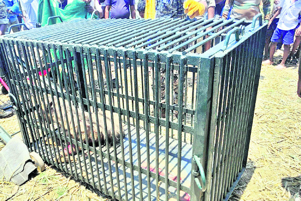 ● జనావాసాల్లోకి హైనా1