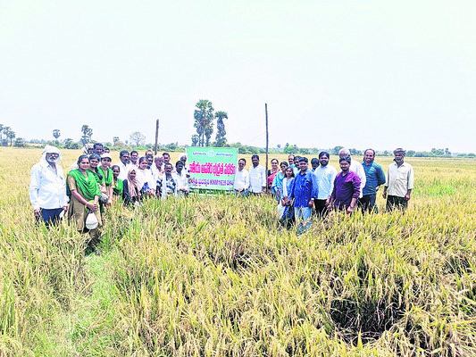 కేఎన్‌ఎం–1638  రకంతో అధిక దిగుబడి
2