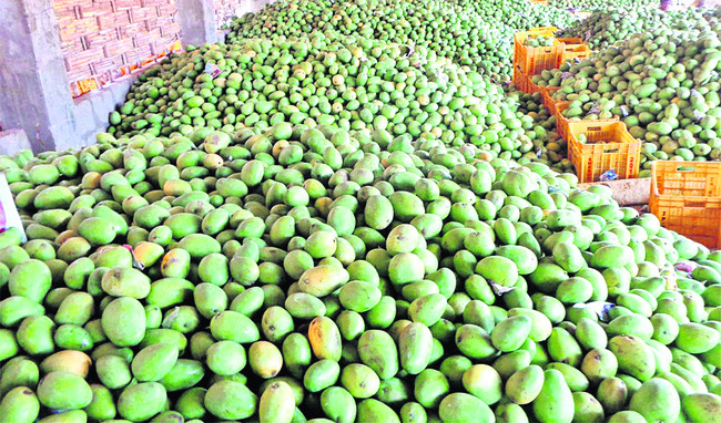 మామిడి.. భరోసా కొరవడి 1