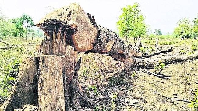 కరిగిపోతున్న అడవులు! 2