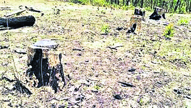 కరిగిపోతున్న అడవులు! 1