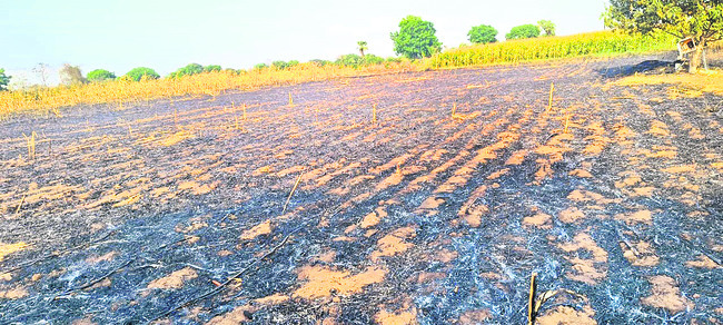 హనుమాన్‌కు  జడ్జిల పూజలు2