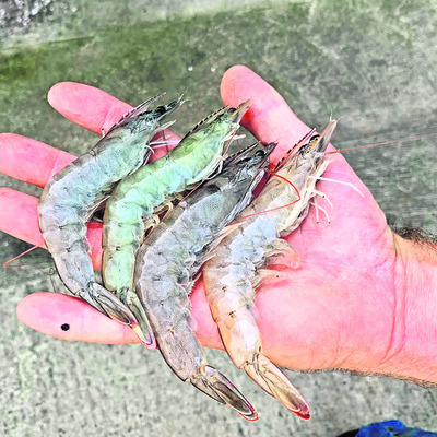 రొయ్యకు సిండికాటు 1