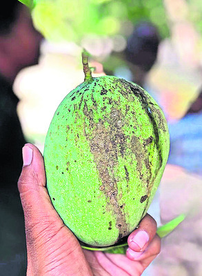 మామిడి రైతన్నా.. జాగ్రత్త1