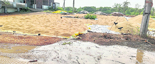 రైతు పొలంలో   జిల్లా జడ్జి నీలిమ1