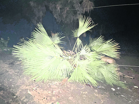 అకాల వర్షంతో ఇక్కట్లు 2