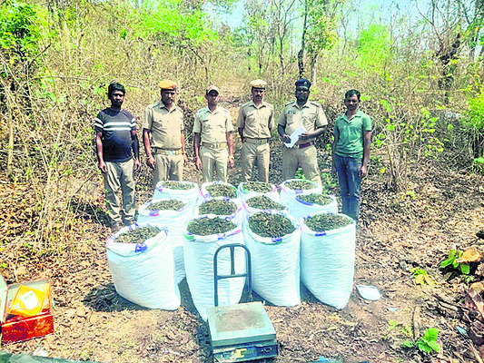 భారీగా గంజాయి పట్టివేత3