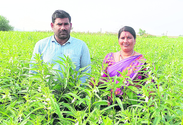 నువ్వు సాగు వైపు రైతుల చూపు1