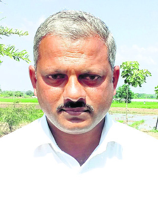 నువ్వు సాగు వైపు రైతుల చూపు2