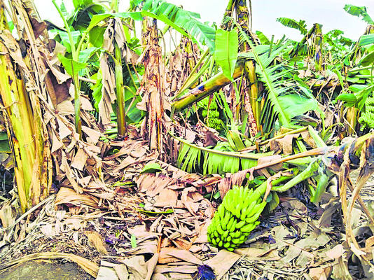 నేలవాలిన పంటలు 1