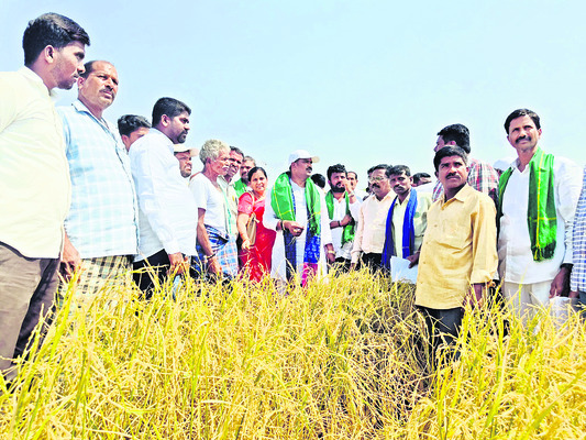 రైతన్నను ముంచిన వడగండ్ల వాన1