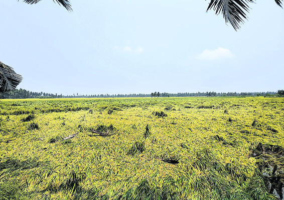అకాల వర్షంతో అంతటా నష్టం1