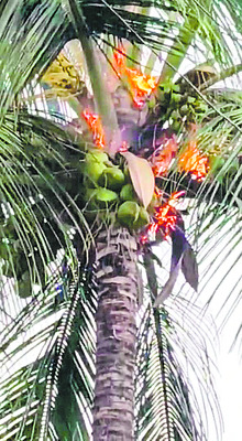 పిడుగుపాటుకు పాడి ఆవులు మృత్యువాత 1