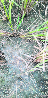 రైతుల కష్టం నీటిపాలు 3