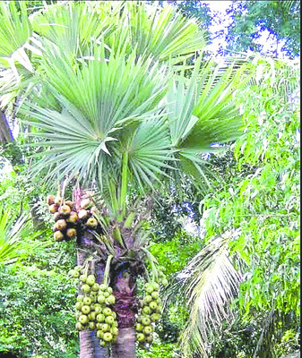 ఔషధ గుణం.. ఆరోగ్య ప్రదం 1