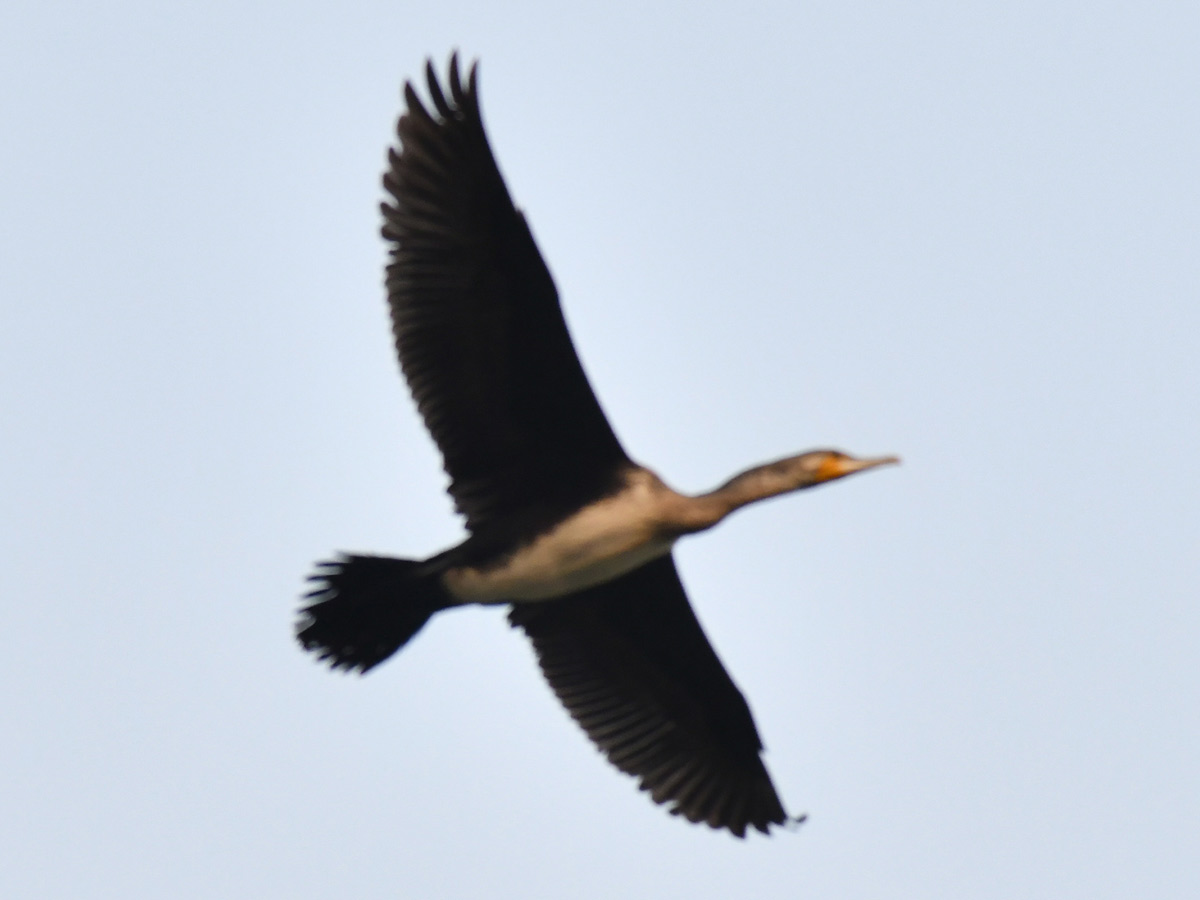 Garuda Bird At Raghunayaka Kalyanam at Prakasam District9