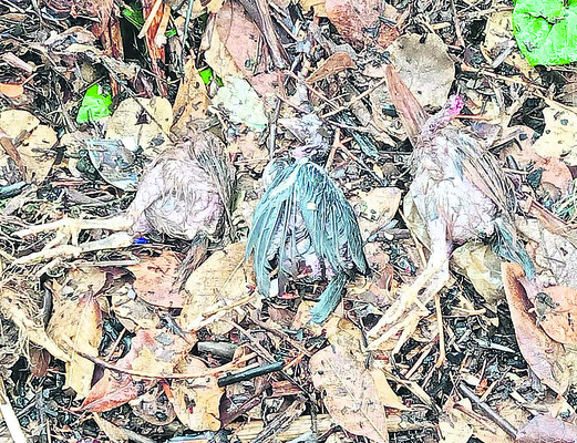 చికెన్‌1