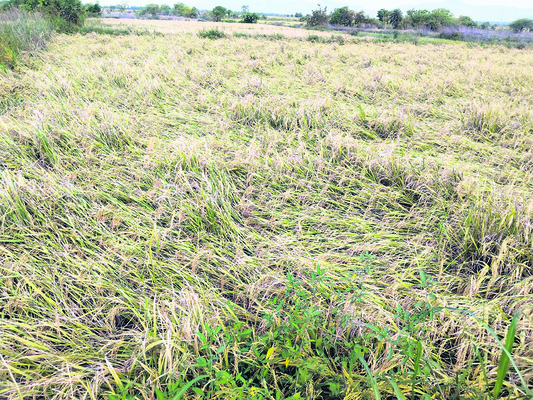 నష్టం మిగిల్చిన వాన..3