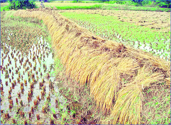 అకాల వర్షాలు.. పంటలో జాగ్రత్తలు 1