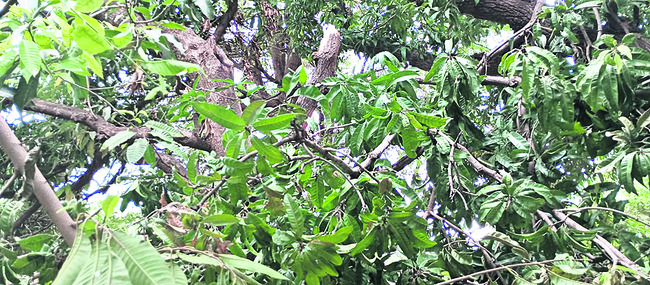 ఈదురుగాలి, వాన బీభత్సం1