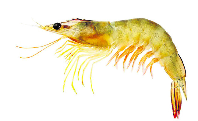 ఆక్వా సాగుకు సెలవు 1