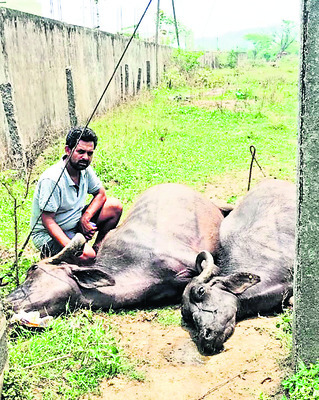 మూగజీవాల మృత్యువాత1