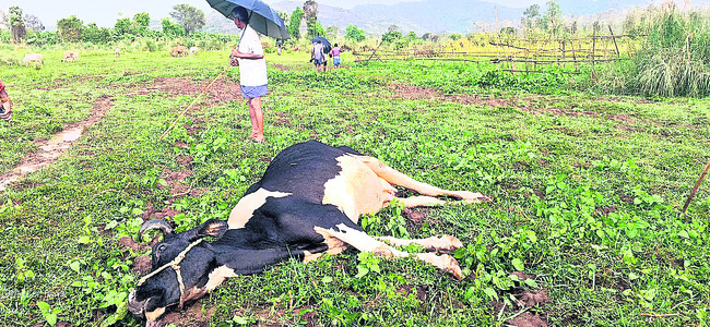 కొబ్బరిబొండాల వ్యాన్‌ బోల్తా2