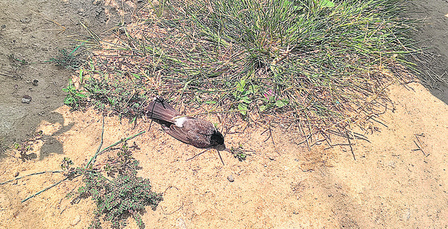 ఎండకు పక్షుల మృత్యువాత2