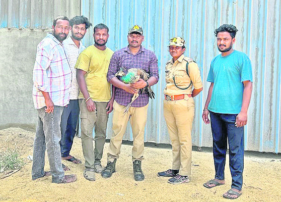 ఎండకు పక్షుల మృత్యువాత1