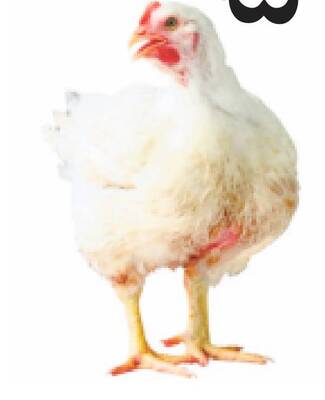 పుంజుకొంటున్న పౌల్ట్రీ 1